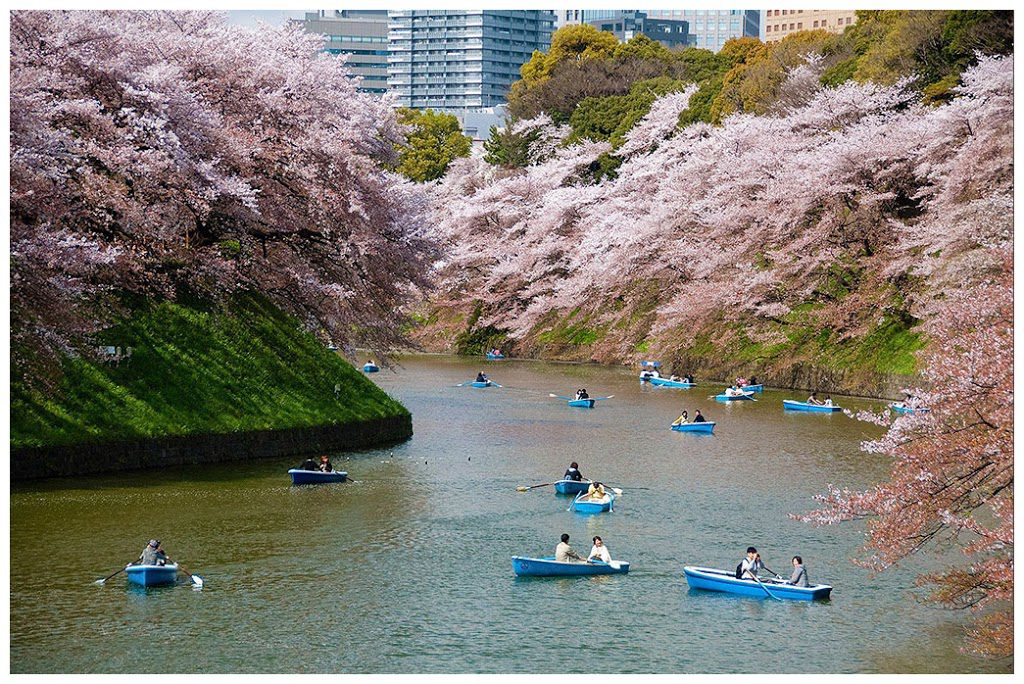 Cherry blossom at Chidorigafuchi moat