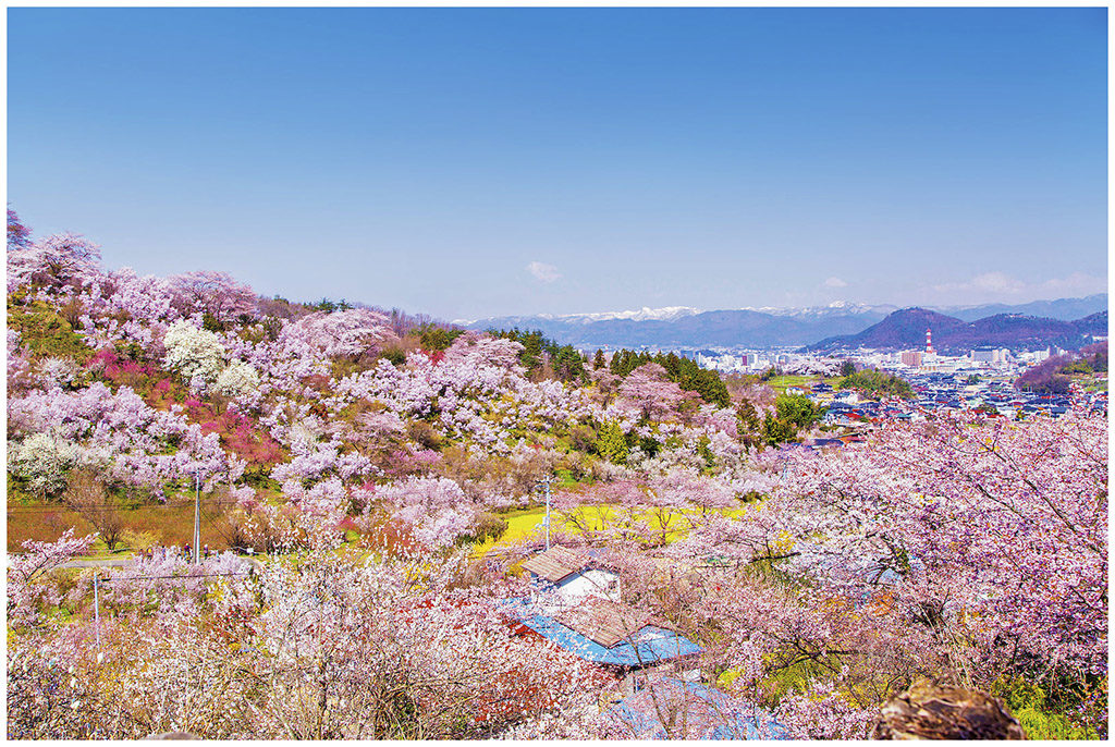 Cherry blossom at HanamiYama Park