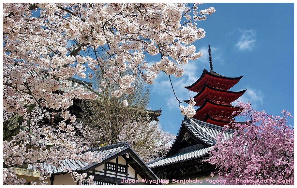 Cherry blossom season in Miyajima 