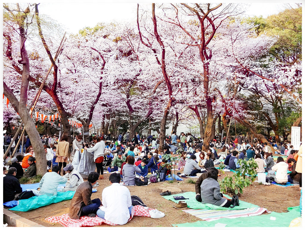 Hanami cherry blossom in Japan