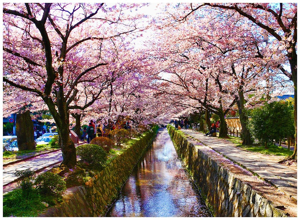 Cherry blossom at Philosopher’s Path Kyoto