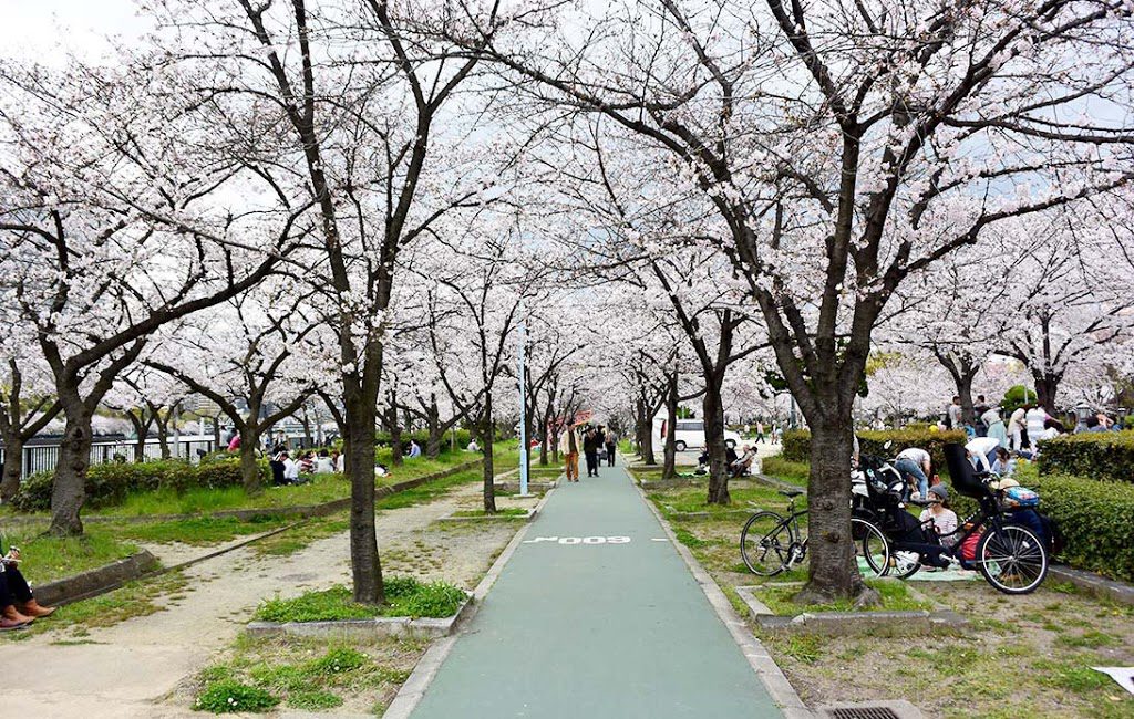 Cherry blossom at Kema Sakuranomiya Park