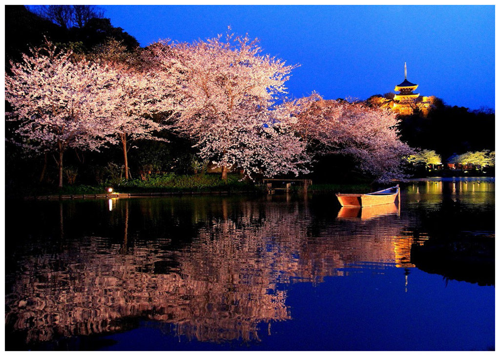 Cherry blossom at Sankeien Garden