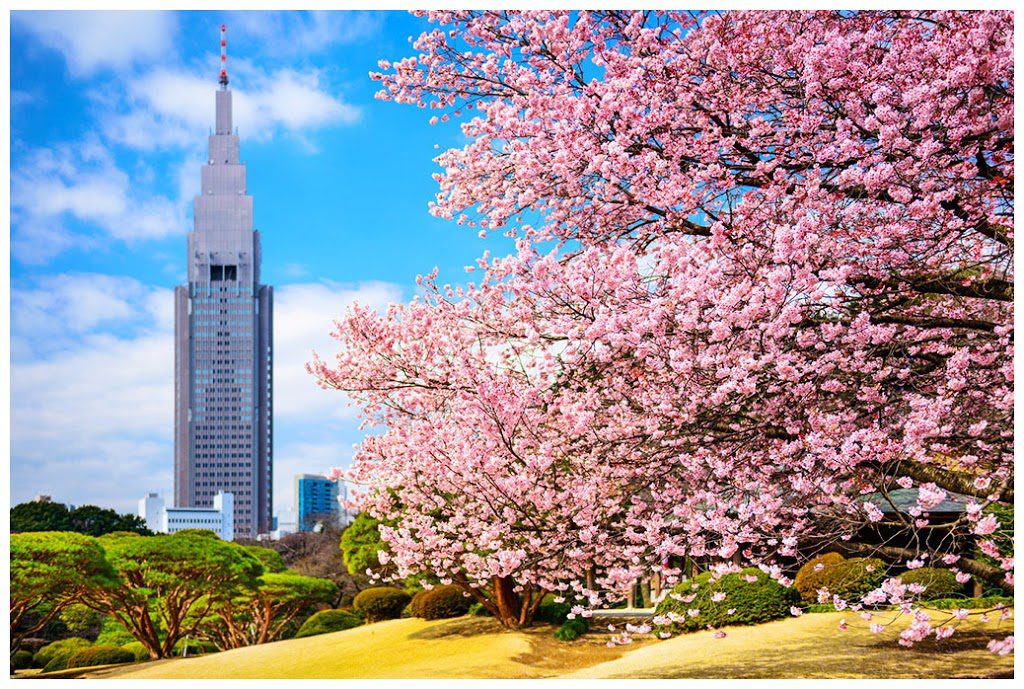 Cherry blossom Shinjuku 