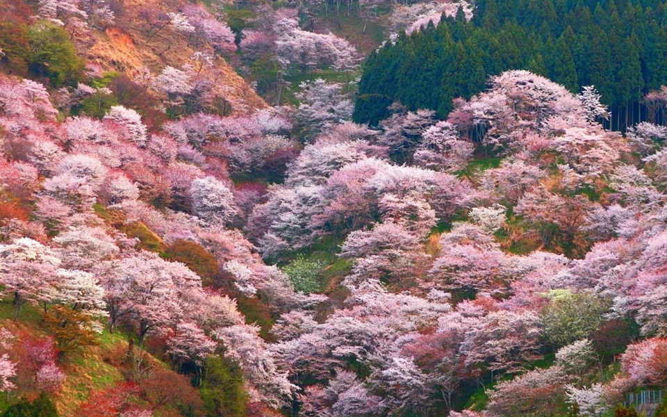 Cherry Blossom at yoshinoyama