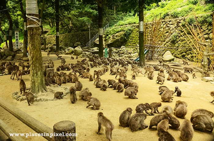 Takasakiyama Monkey Park Beppu Japan