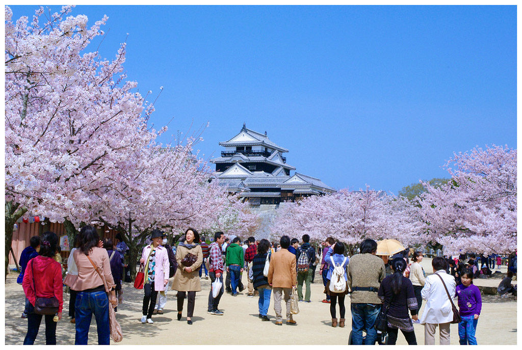 Cherry blossom matsuyama castle 