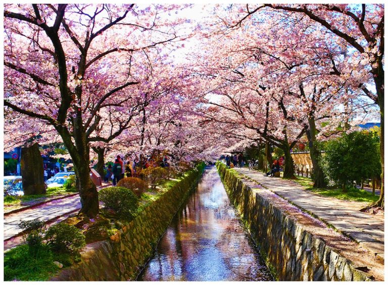 Hanami Cherry Blossom Festival in Japan — Places in Pixel